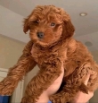 Beautiful mini golden doodles and Cavapoo puppies for adoption